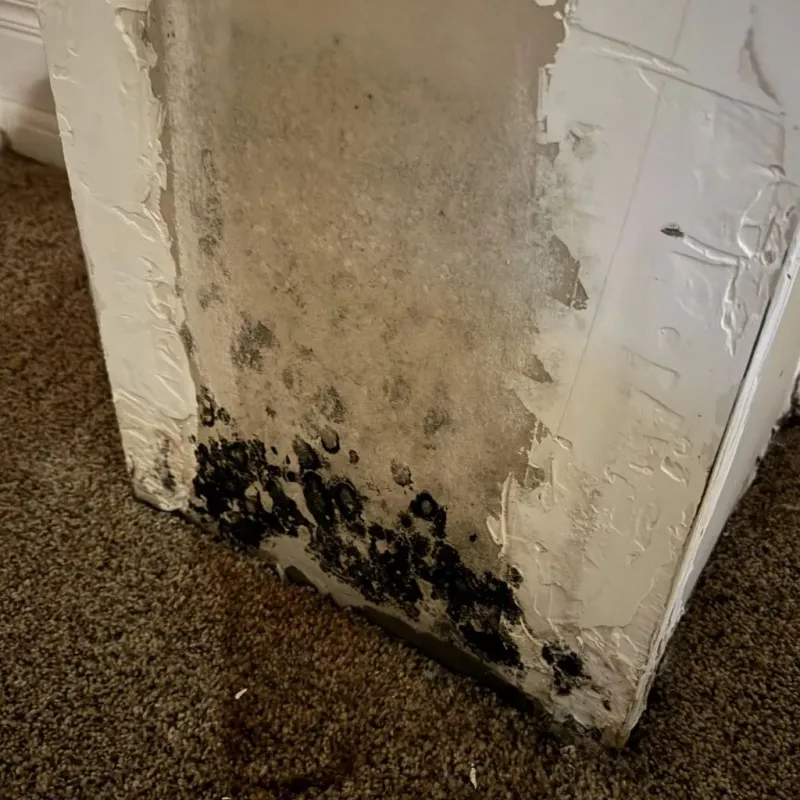 Professional Mold Removal in Grant County, WA